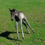 BUDDY - out of Joella Deville (Owned by Roger & Janet Seehafer)